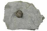 Wide, Enrolled Eldredgeops Trilobite Fossil - Silica Shale, Ohio #191135-1